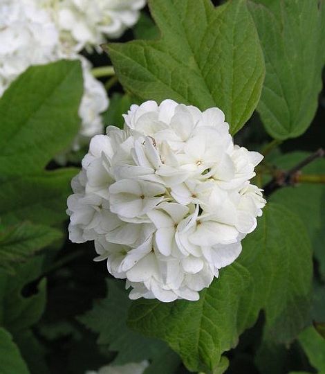 Viburnum opulus 'Roseum'